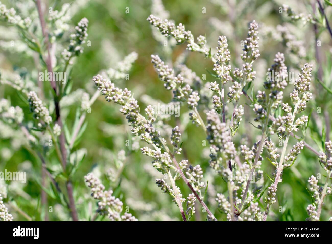 Mugwort (artemisia vulgaris), primo piano della pianta coperta di boccioli di fiori. Foto Stock