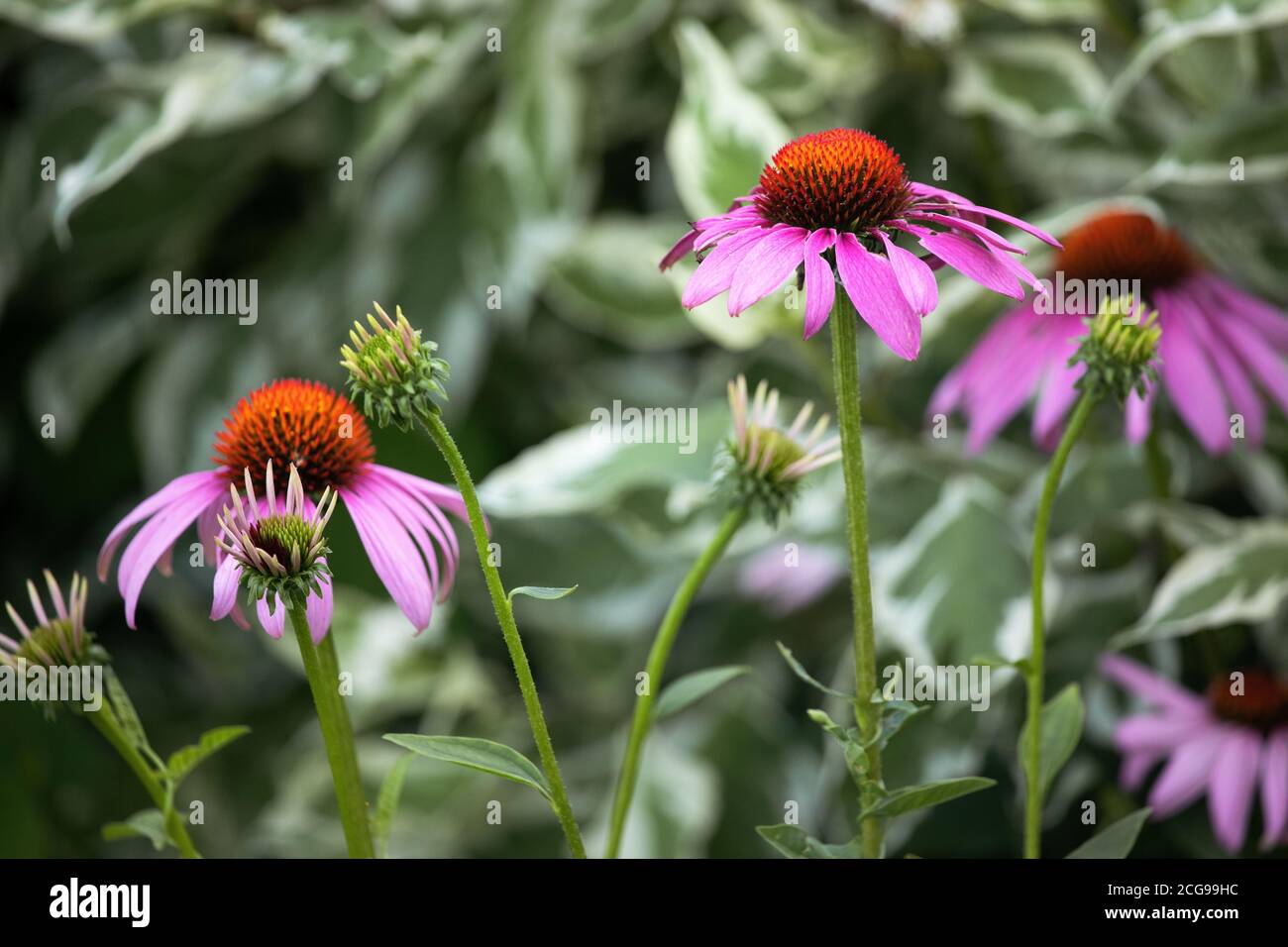 Pianta viola di Coneflower in un giardino di fiori selvatici Foto Stock