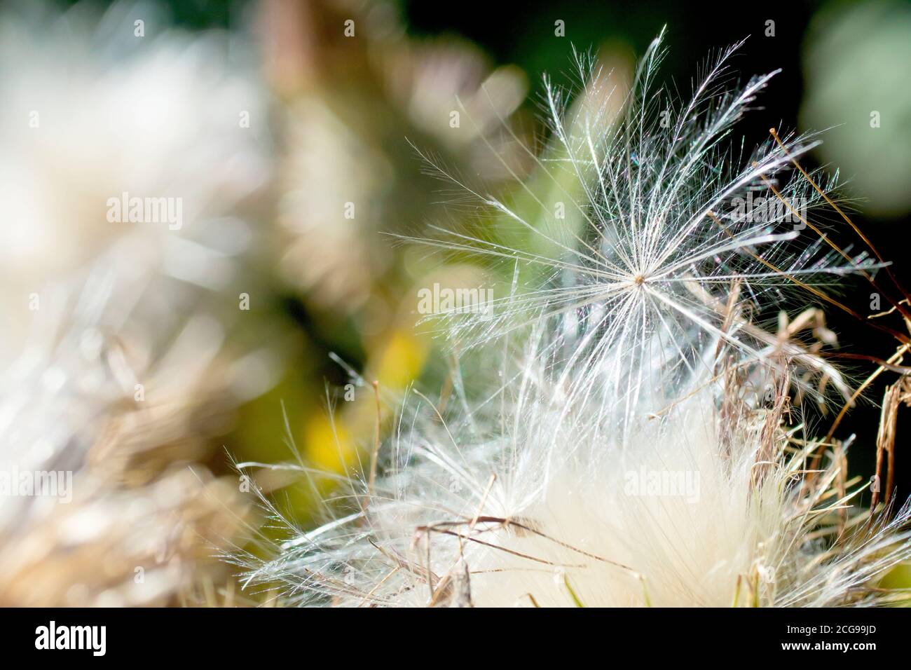 Spear Thistle (cirsium vulgare), primo piano di un singolo seme piume sciolto seduto sulla testa di semina della pianta con profondità di campo poco profonda. Foto Stock