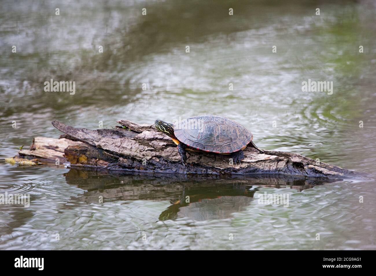 Tartaruga su un log in uno stagno locale Foto Stock