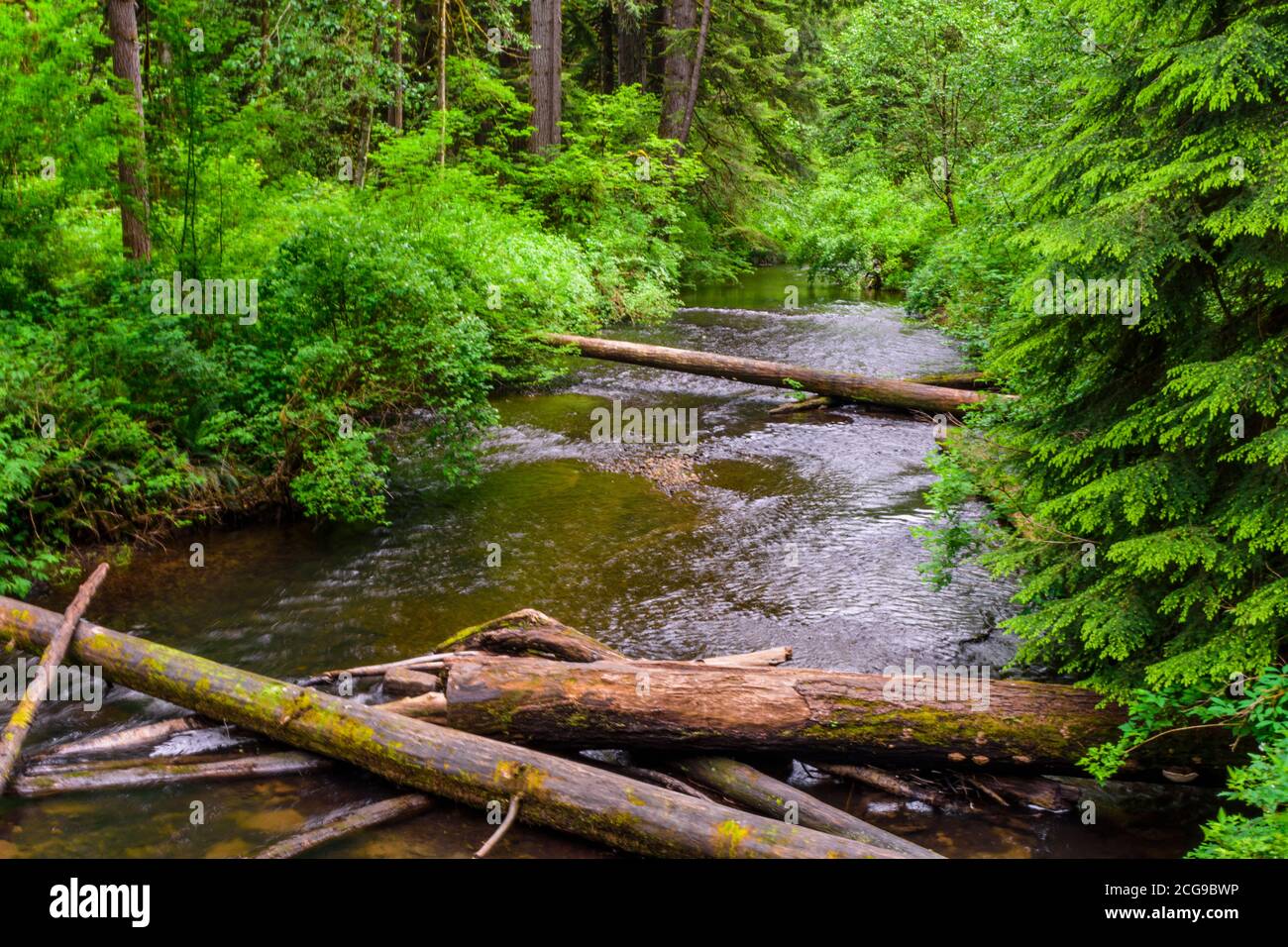 Silver Creek attraversa il Silver Falls state Park, Oregon. Foto Stock