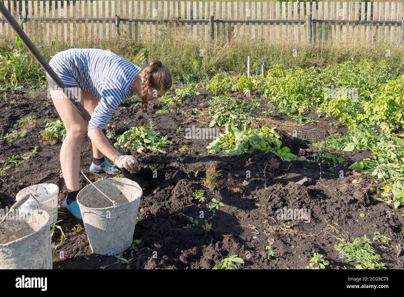 Una giovane donna, di 32 anni, in un gilet scava le patate in un giardino rustico sullo sfondo di una recinzione di legno durante la raccolta in autunno. Foto Stock