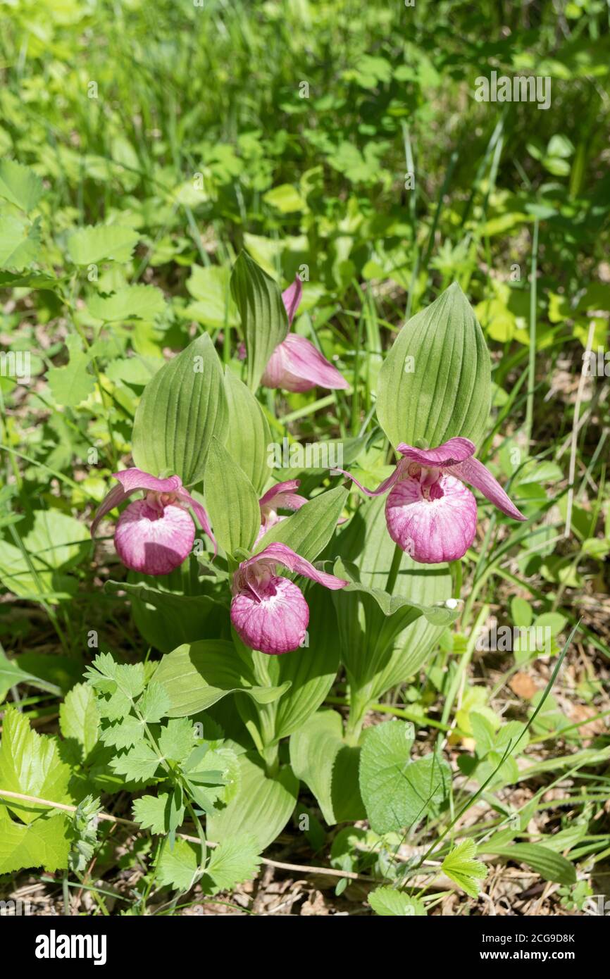 Cespuglio di rare specie orchidee rosa selvatiche grandiflora Lady's Slipper (Cypripedium ventricosum) nella foresta. Foto Stock