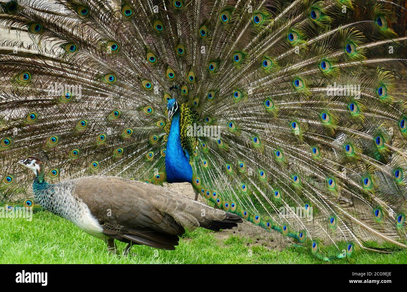 Un paio di paafowl, un peahen femminile in primo piano e il pavone maschio che mostra il suo treno. Sono indifferenti l'uno all'altro. Foto Stock