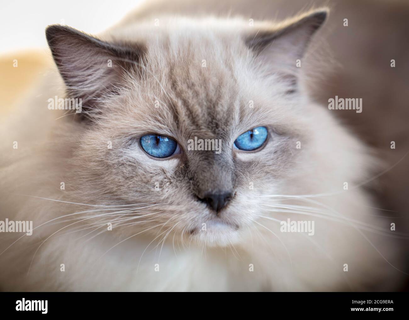 gatto persiano con occhi blu Foto Stock