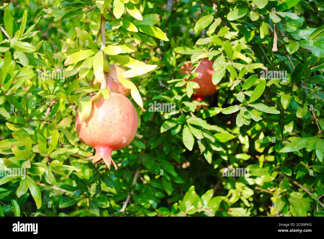 Frutta fresca di melograno matura appesa ai rami dell'albero con foglie verdi. Foto Stock