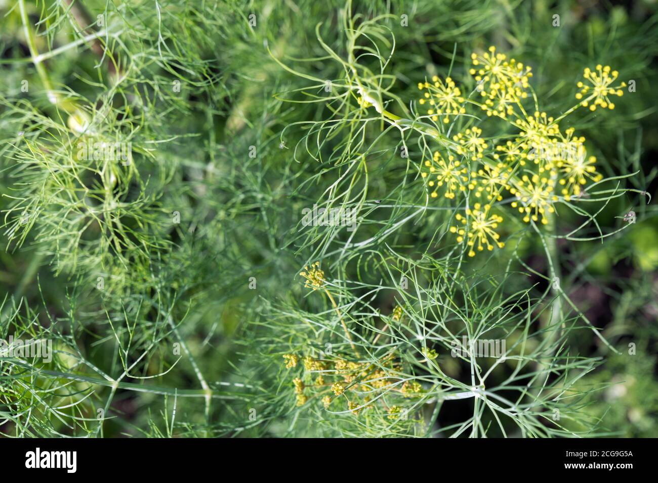 Sfondo di aneto naturale profumato giardino (lat. Anethum graveolens), che cresce su un letto in estate. Foto Stock