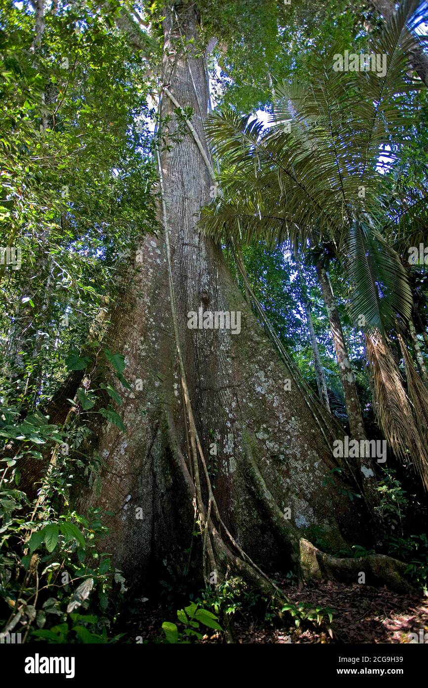 La foresta pluviale, PARCO NAZIONALE DEL MANU IN PERÙ Foto Stock