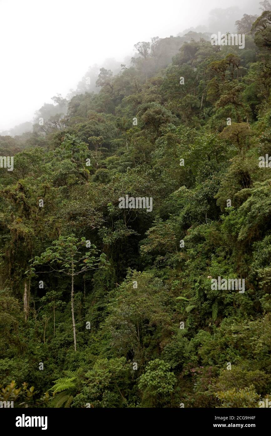 Foresta pluviale nel Parco Nazionale del Manu, Perù Foto Stock