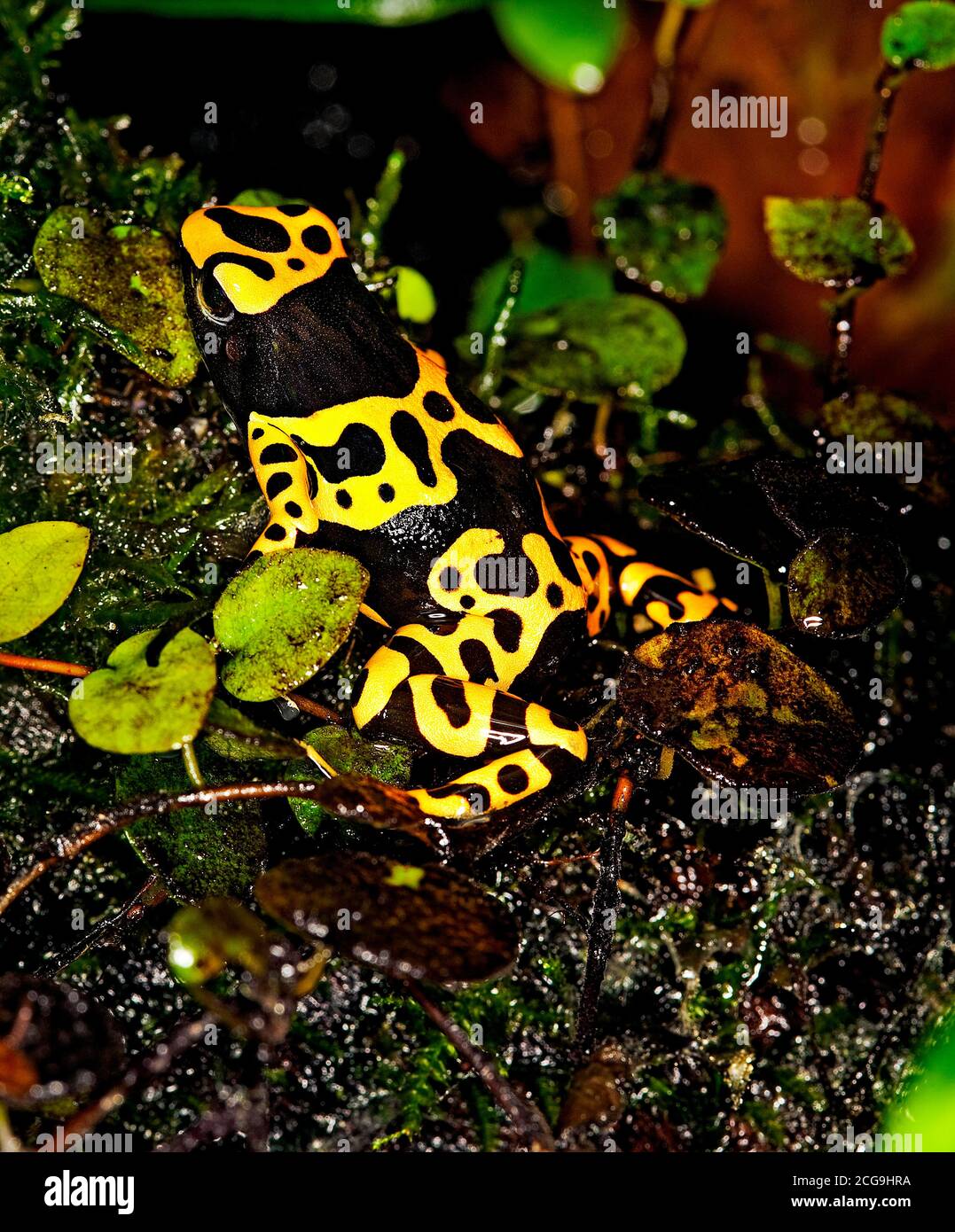 Giallo-nastrati rana di Poisson dendrobates leucomelas, adulti Foto Stock