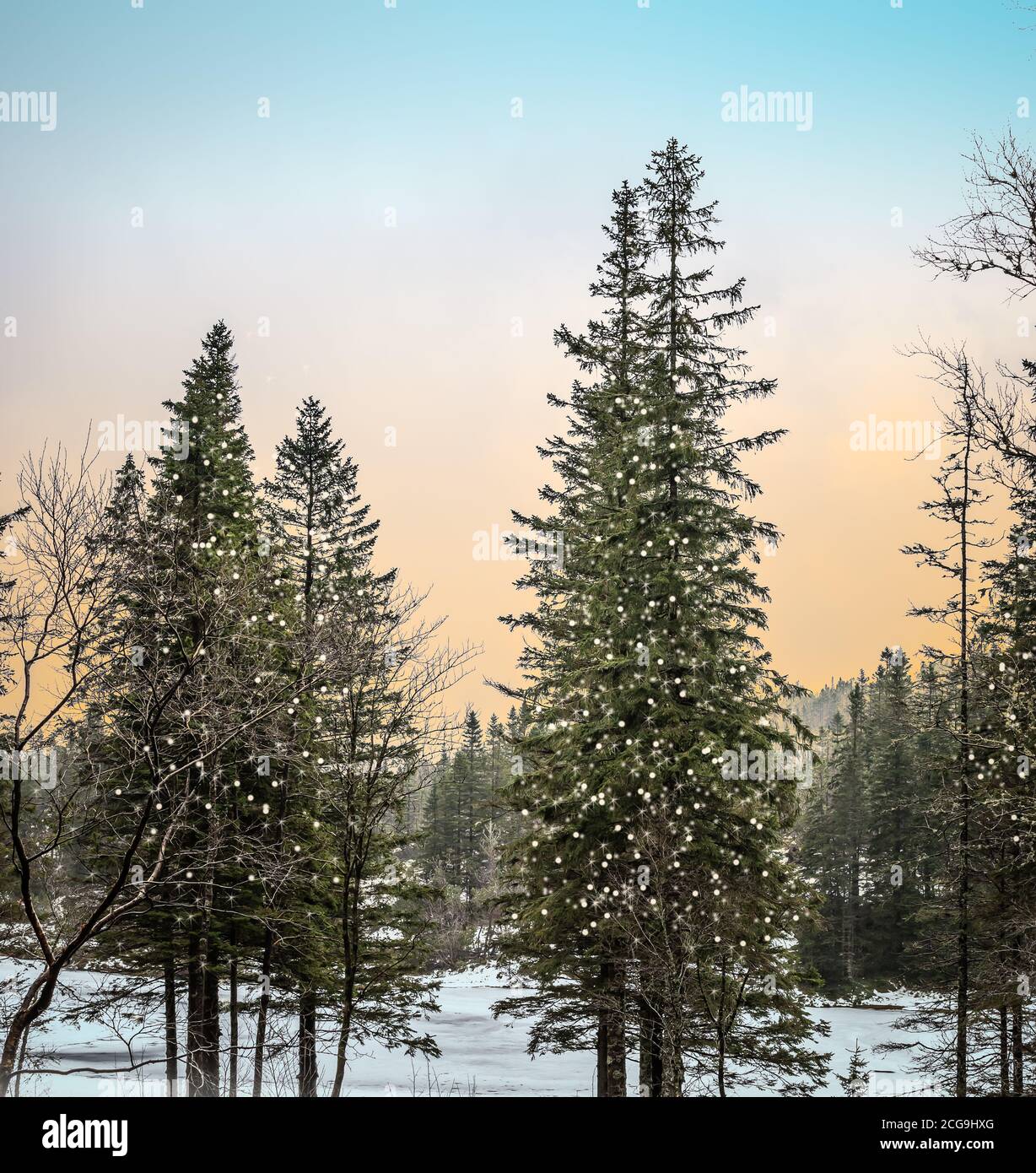 Alba in pineta con alberi di Natale illuminati. Foto Stock