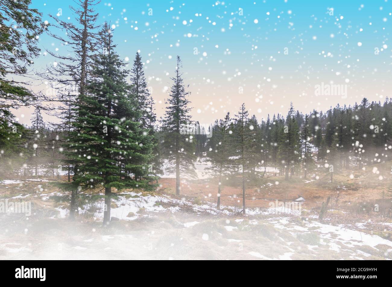Paesaggio invernale con pini, neve e nebbia. Sfondo di Natale. Foto Stock
