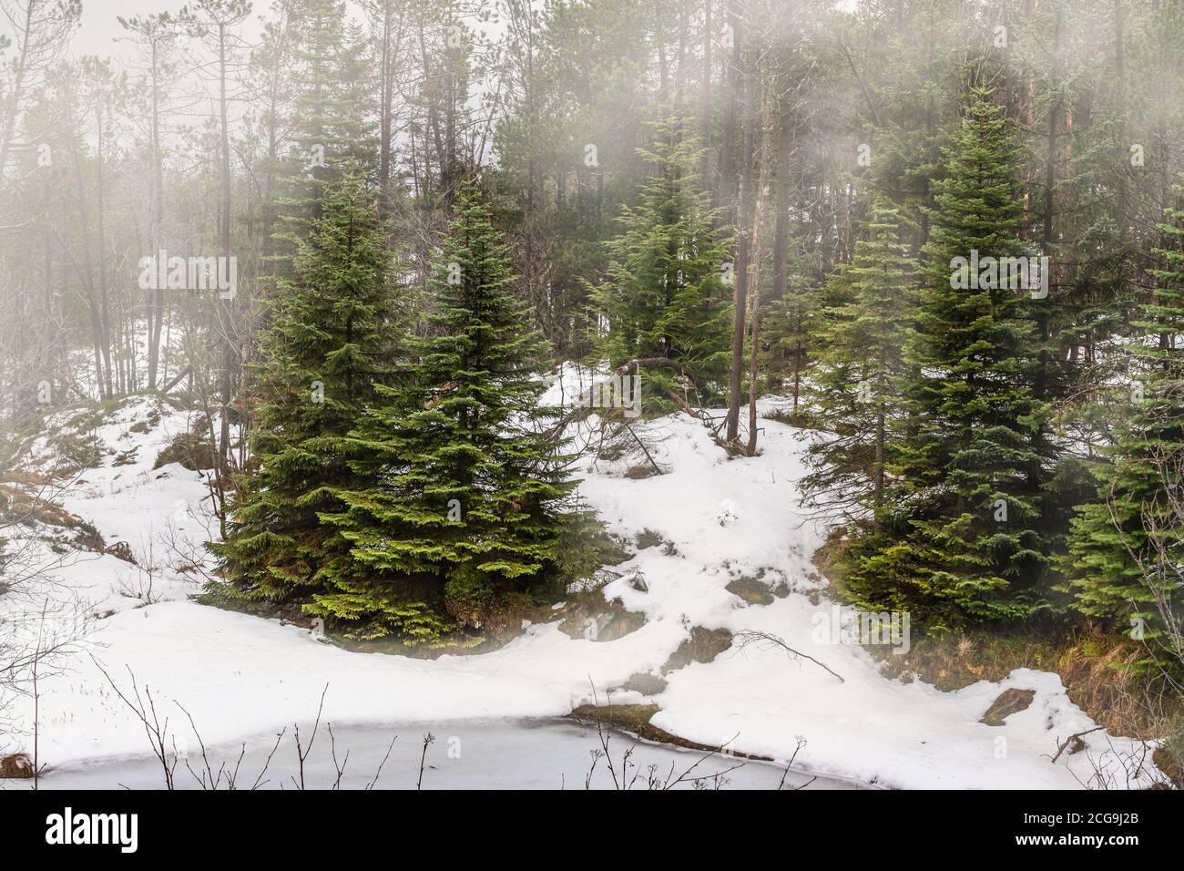 Bella pineta bosco paesaggio invernale con nebbia e neve. Monte Floyen, Bergen, Norvegia. Foto Stock