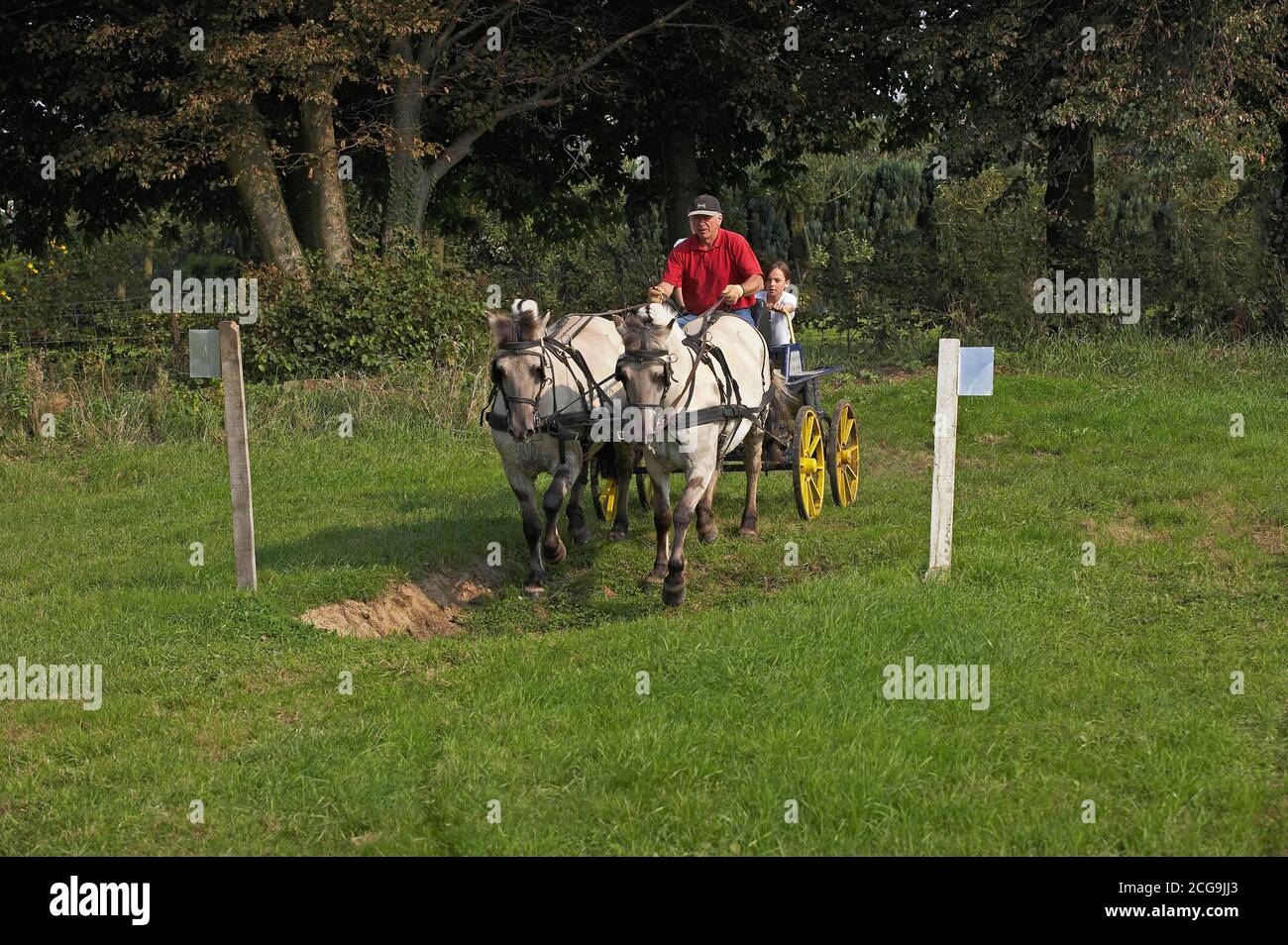 Fiordo norvegese cavallo, UOMO CON CARRELLO Foto Stock