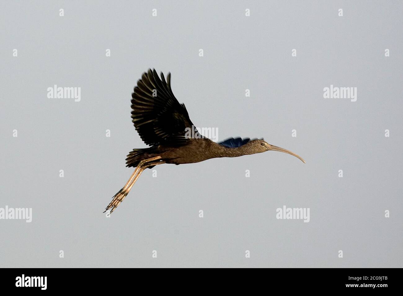 GREEN IBIS MESEMBRINIBIS CAYENNENSIS, ADULTO IN VOLO, LOS LIANOS IN VENEZUELA Foto Stock