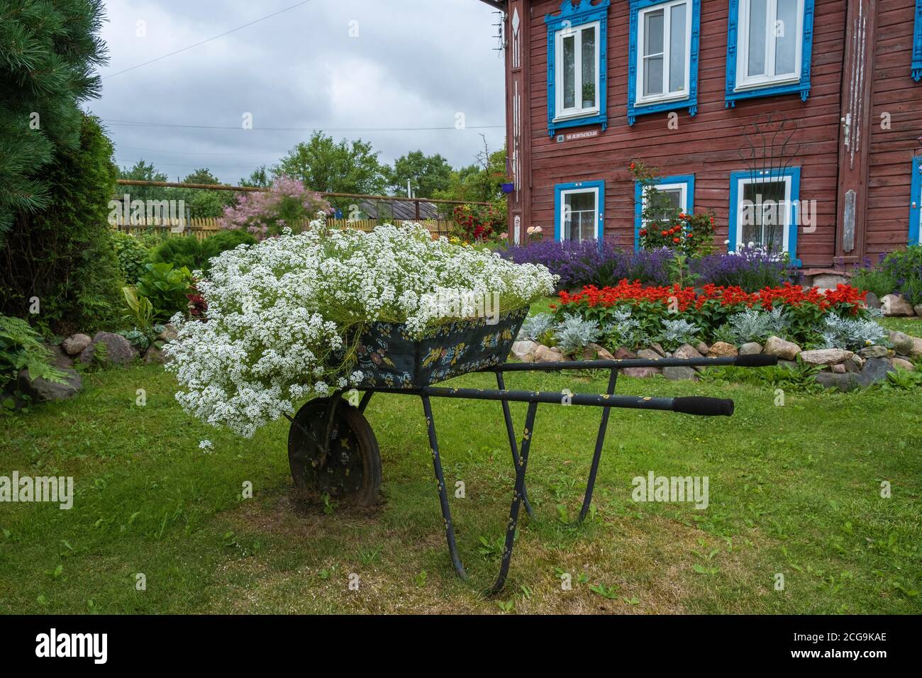 Un originale giardino fiorito con piccoli fiori bianchi in un carriola in metallo verniciato con una ruota. Foto Stock