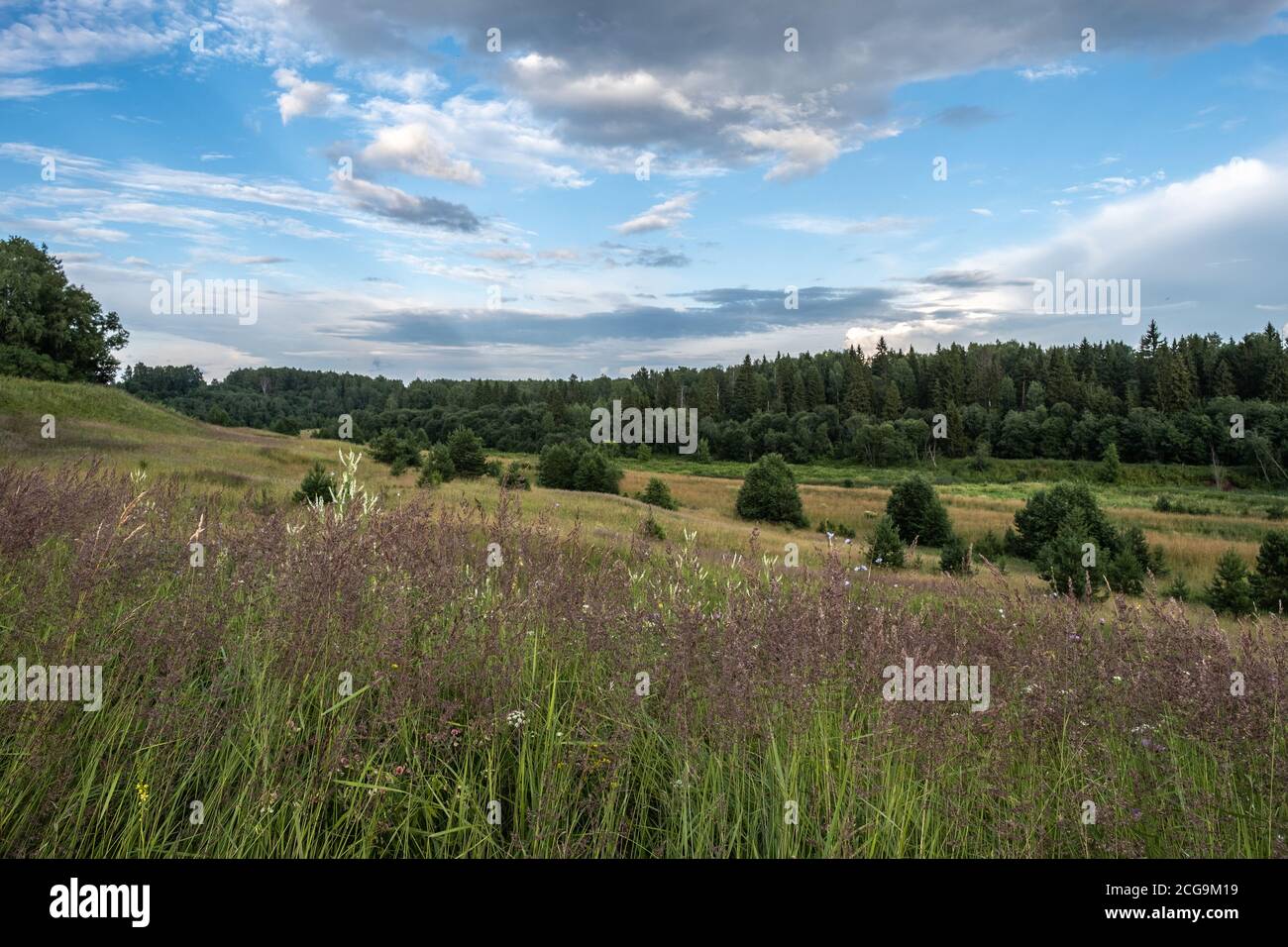 Campo con erba alta e fitta foresta verde e bellissimo cielo nuvoloso in una giornata estiva. Foto Stock