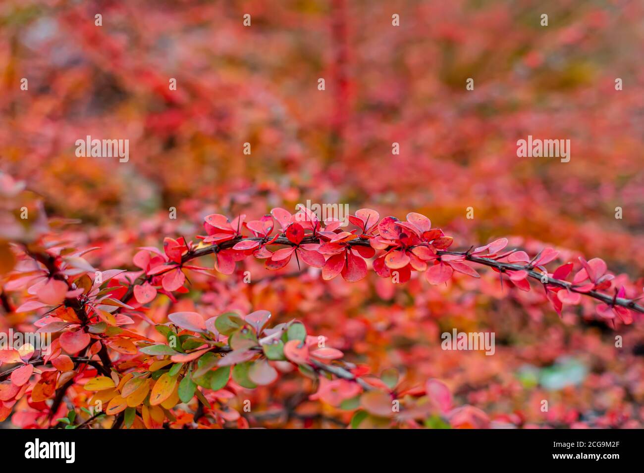 Rosso brillante Berberis thunbergii (barberry giapponese) foglie di sfondo Foto Stock