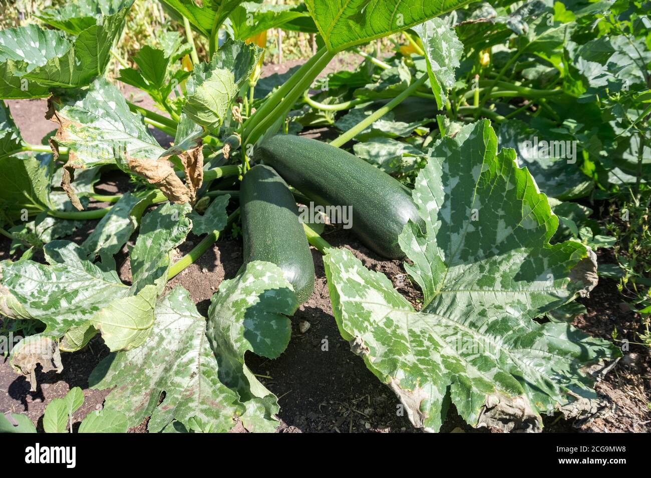 Un cespuglio con grandi zucchine maturate cresce in giardino d'estate. Foto Stock