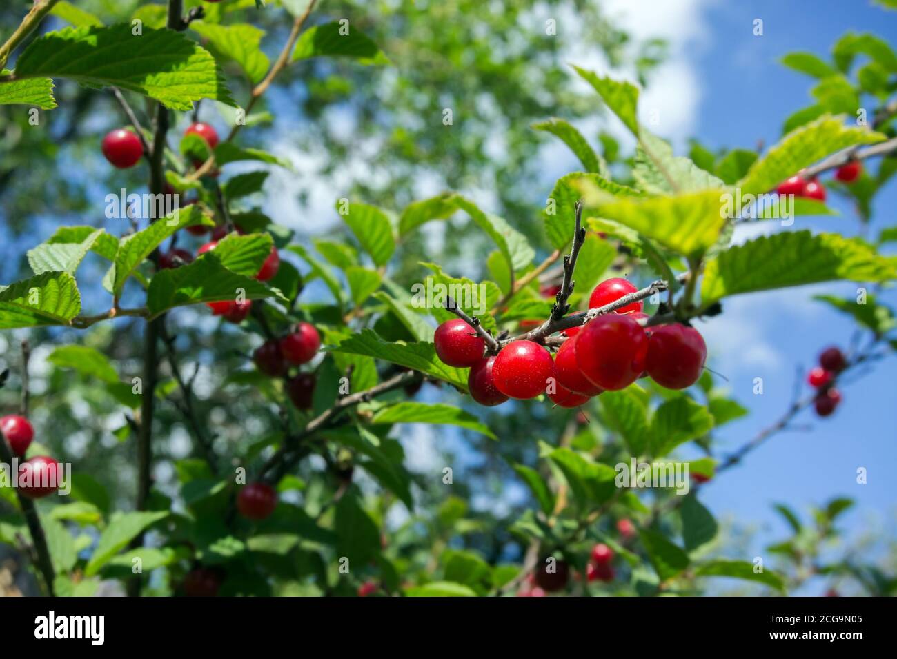 Ciliegie Siberiane rosse mature appese su un ramo contro il cielo. Foto Stock