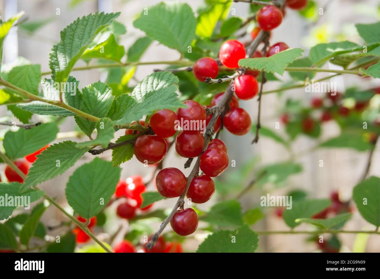 Le bacche rosse mature della ciliegia siberiana sono appese su un ramo. Foto Stock