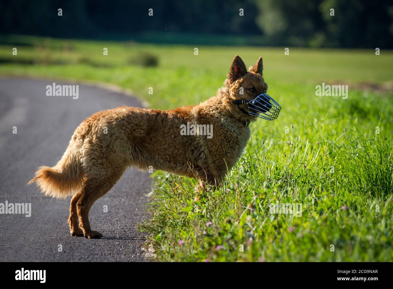 Il vecchio cane da pastore tedesco (Kuhhund) indossa un muso Foto Stock