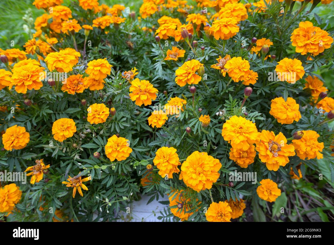 Fiori sbiaditi di tageti arancioni dall'alto. Foto Stock