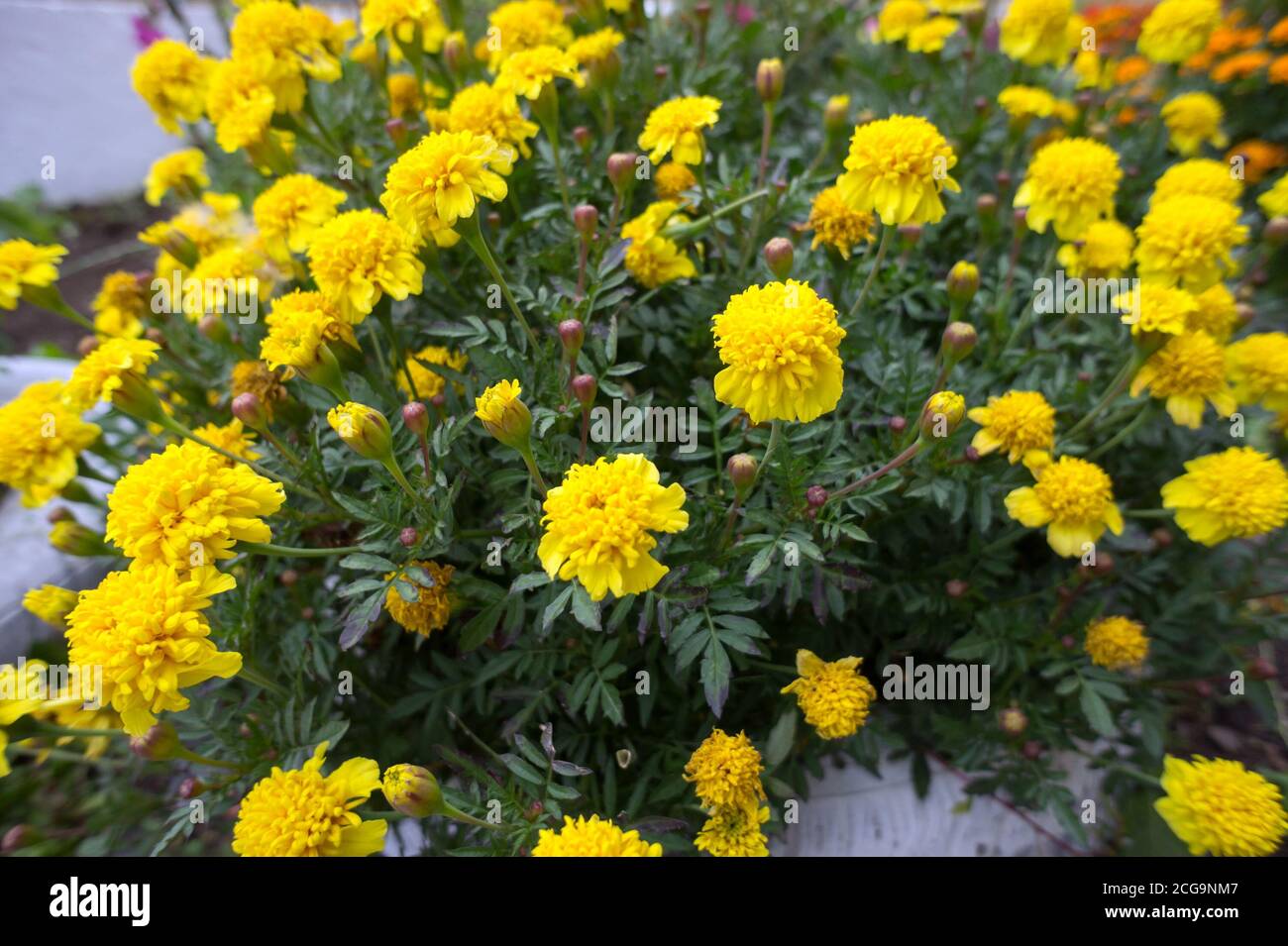 Fiori sbiaditi di tageti gialli dall'alto. Foto Stock