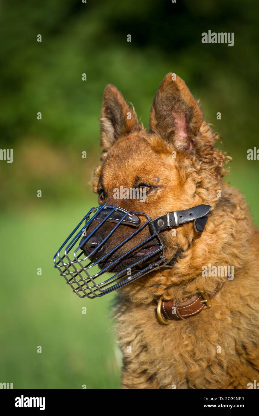 Il vecchio cane da pastore tedesco (Kuhhund) indossa un muso Foto Stock