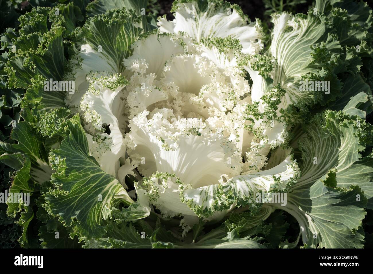 Il bel cavolo ornamentale bianco cresce nel giardino alla fine dell'autunno. Foto Stock