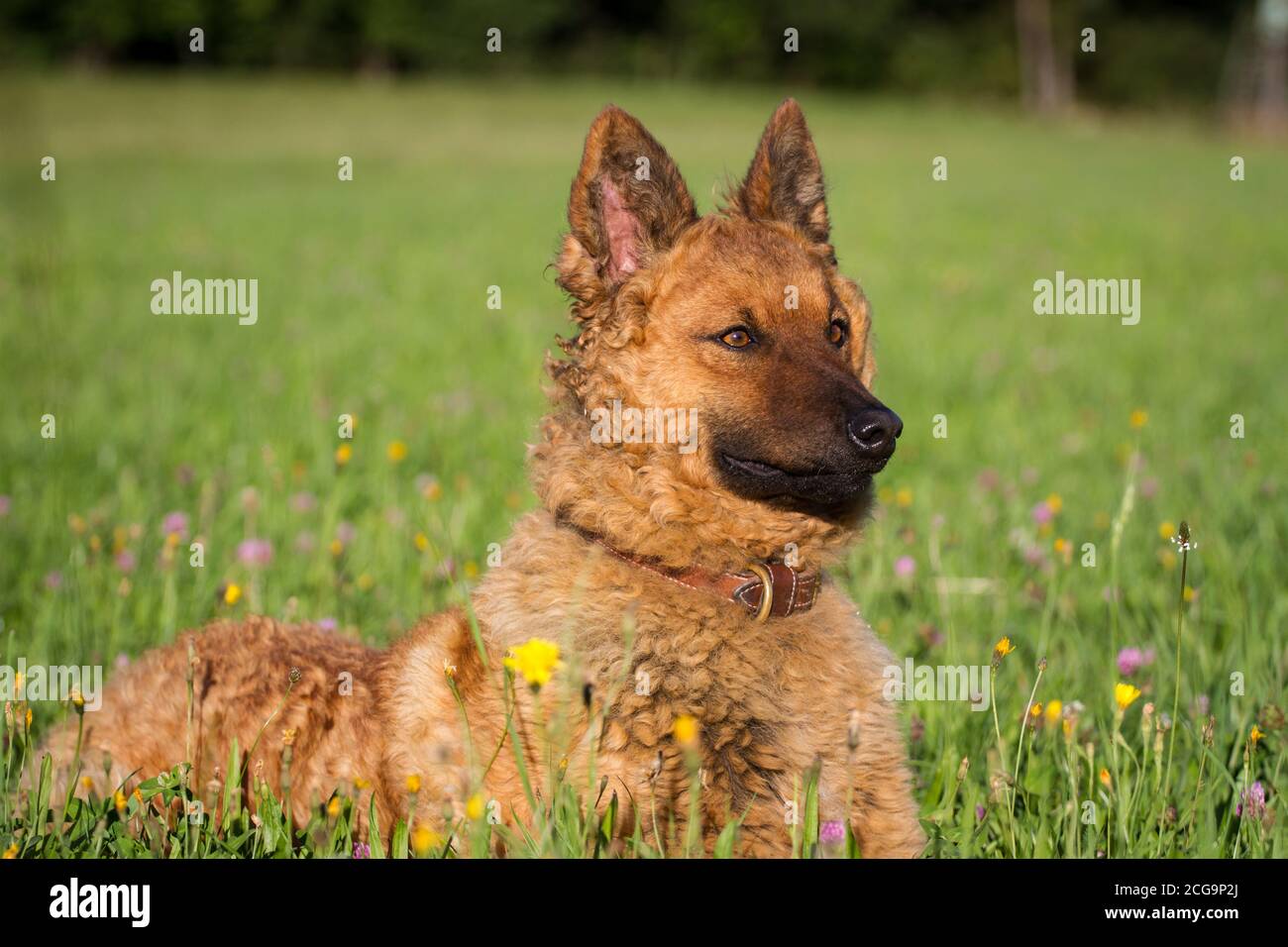 Ritratto di un vecchio cane da pastore tedesco (Kuhhund) Foto Stock