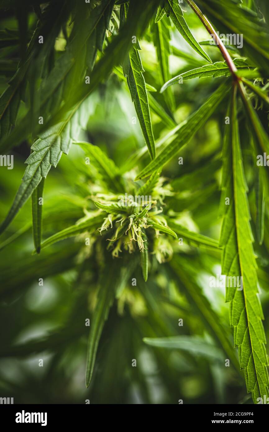 Fiori di germoglio di marijuana di cannabis. Particolare del fiore. Foto Stock