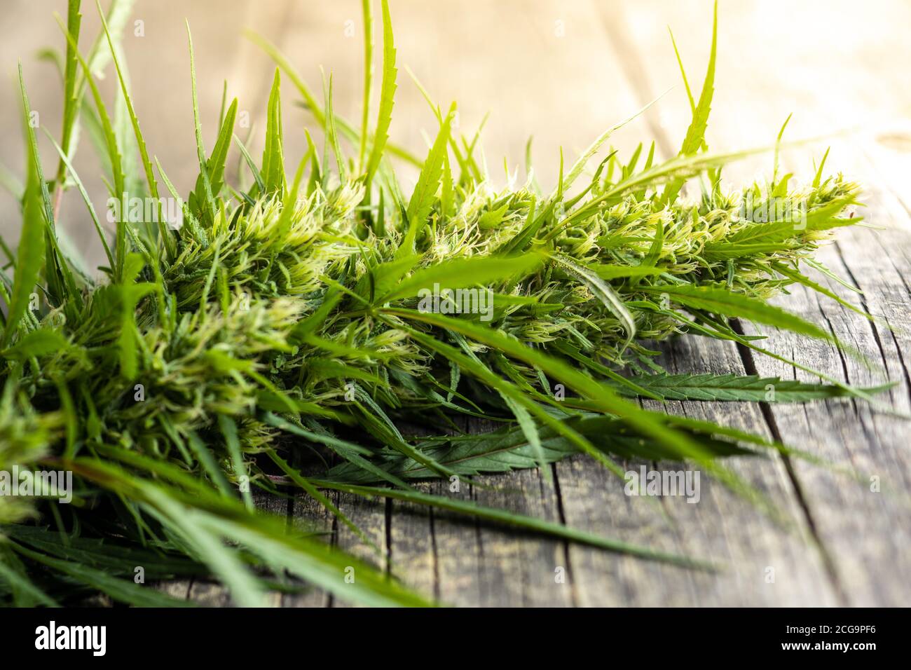Fiori di germoglio di marijuana di cannabis su tavolo di legno. Foto Stock
