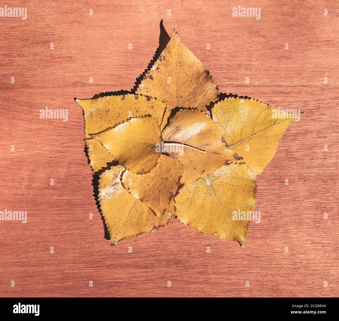Posa piatta di foglie di autunno gialle che formano un pentagono contro uno sfondo di legno rosso Foto Stock