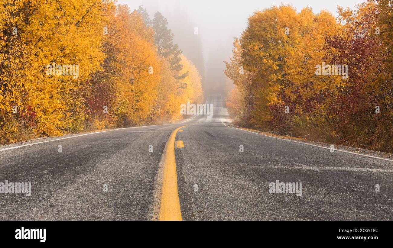 Tree-fianched Road in Autunno nebbia Foto Stock