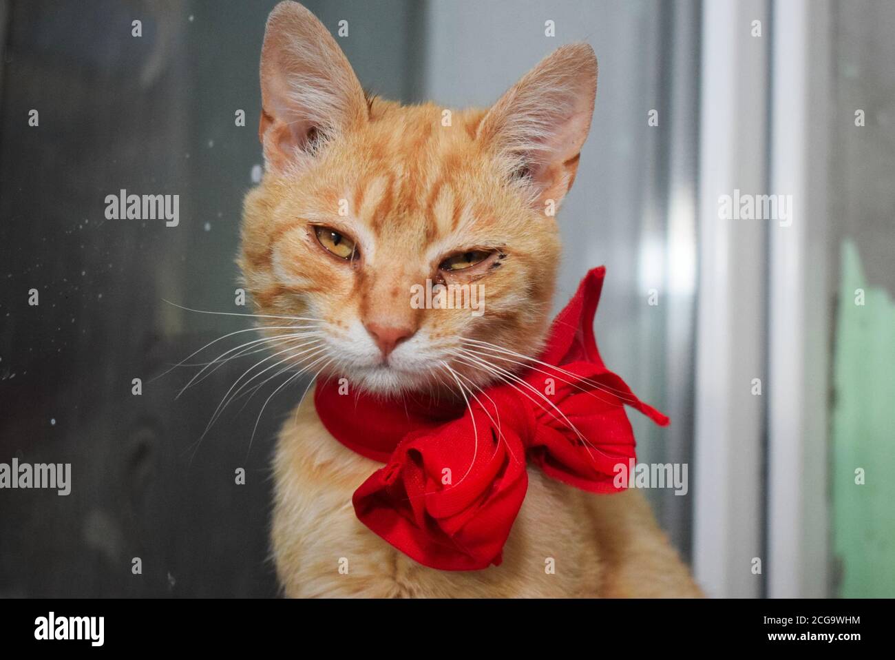 Un gatto arancione indossa un arco rosso. È molto sconvolta. Foto Stock