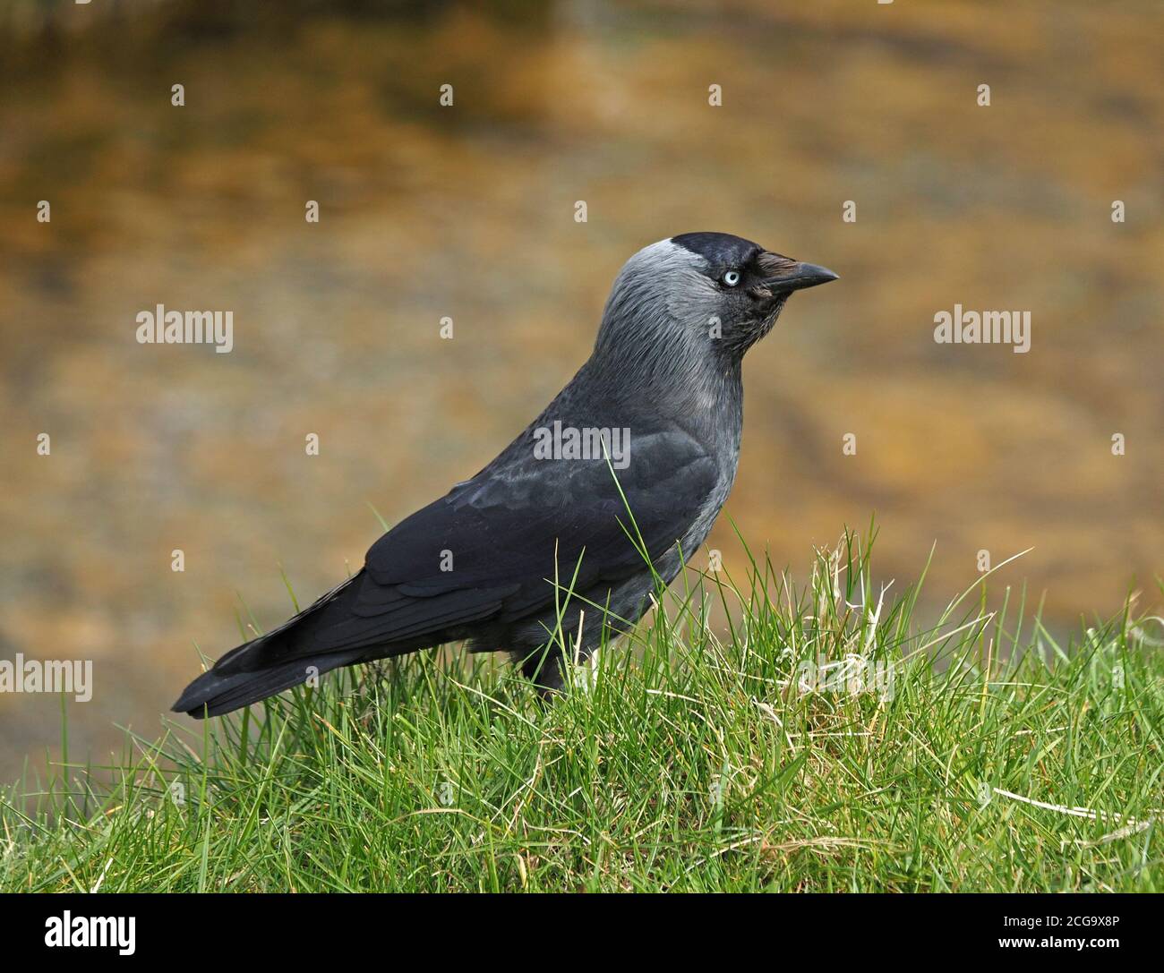 Ritratto di sinistra guardando jackdaw europeo (Corvus monidula) al sole con cappuccio grigio ashy che si aggetta sulla riva erbosa del fiume in Cumbria, Inghilterra, Regno Unito Foto Stock