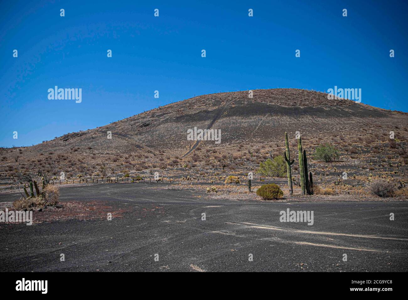 Cactus gigante mexicano, Pachycereus pringlei, cardón gigante mexicano o cactus elefante, especie de cactus nativa del noroeste de México en los estad Foto Stock