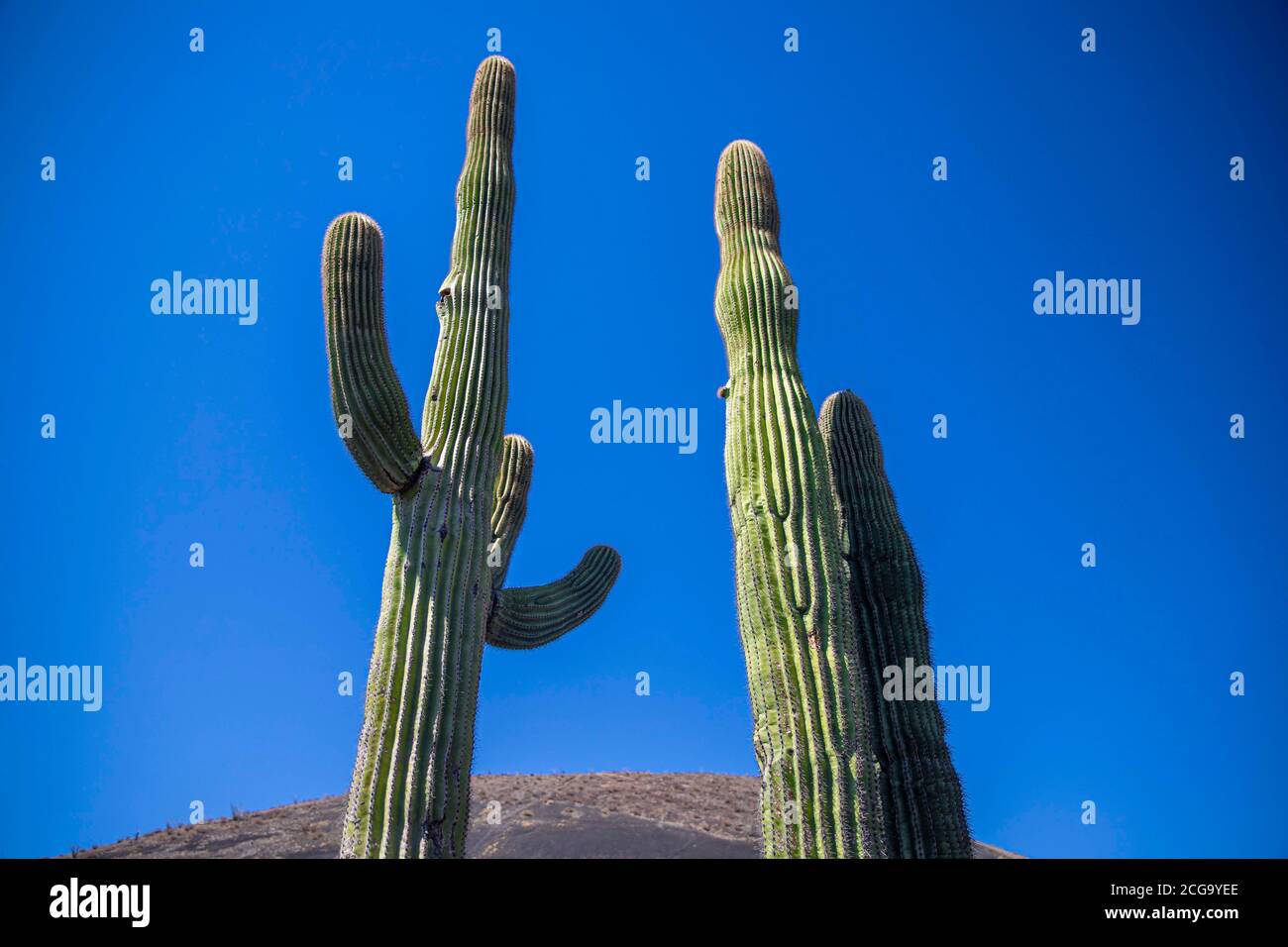 Cactus gigante mexicano, Pachycereus pringlei, cardón gigante mexicano o cactus elefante, especie de cactus nativa del noroeste de México en los estad Foto Stock