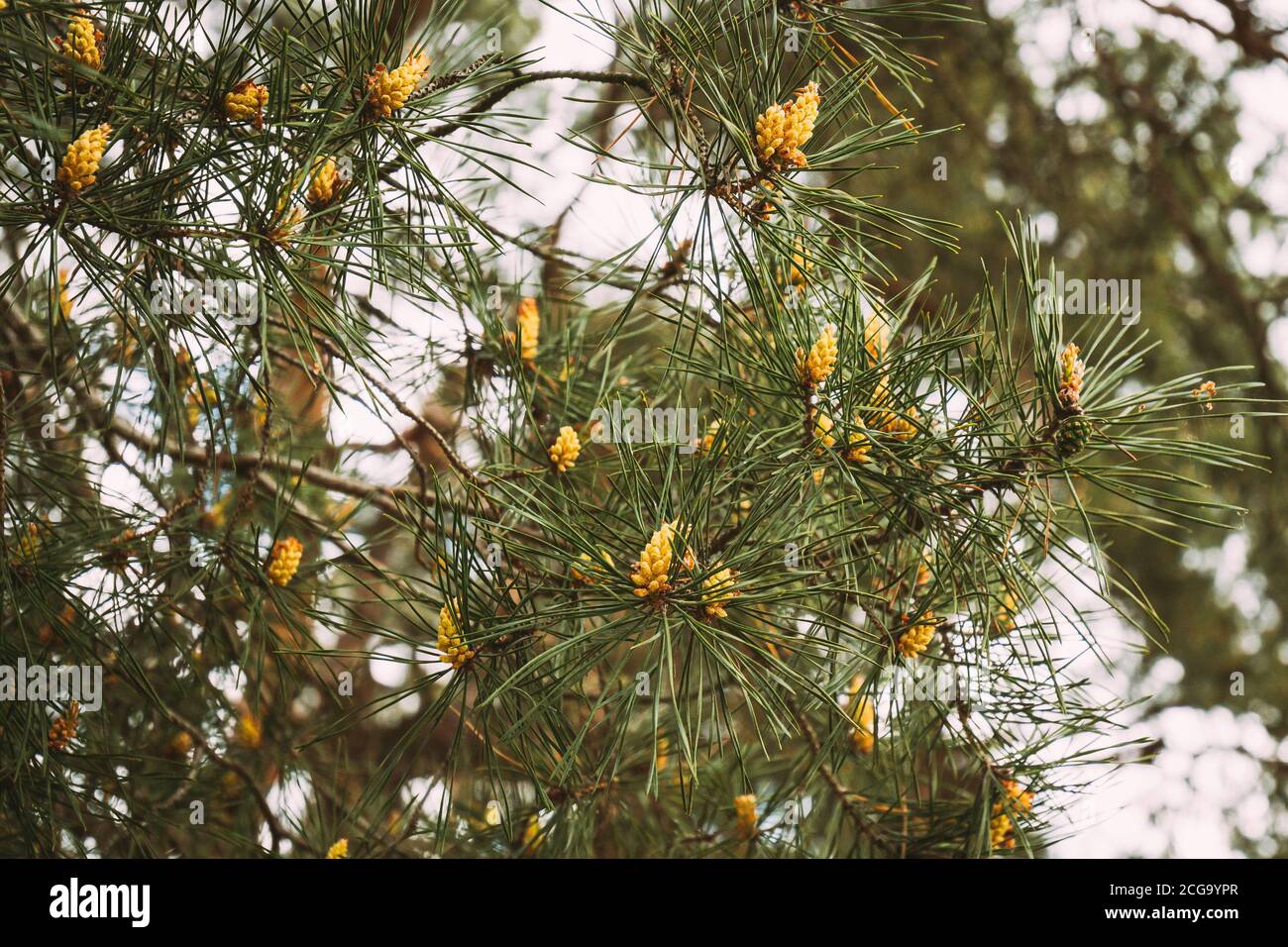 Freschi piccoli coni primaverili su Pine Tree in Forest Foto Stock