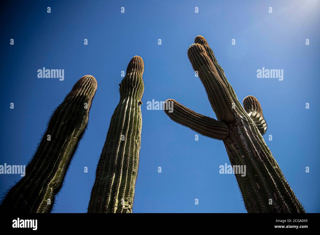 Cactus gigante mexicano, Pachycereus pringlei, cardón gigante mexicano o cactus elefante, especie de cactus nativa del noroeste de México en los estados de Baja California, Baja California sur y sonora. Desierto de sonora en la sierra de la Reserva de la Biosfera El Pinacate y gran desierto de altare en sonora, Messico. Patimonio de la Humanidad por la Unesco. Ecosistema tipico entre la frontera del desierto de Arizona y sonora. plantas y vegetacion escasa del desierto. Arimo, seco, sequia. Se le conoce comúnmente como cardón, un nombre derivado de la palabra española cardo, que significa 'car Foto Stock