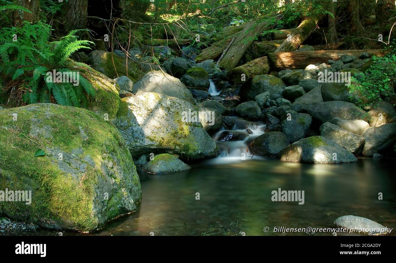 Il Parco nazionale di Olympic Foto Stock