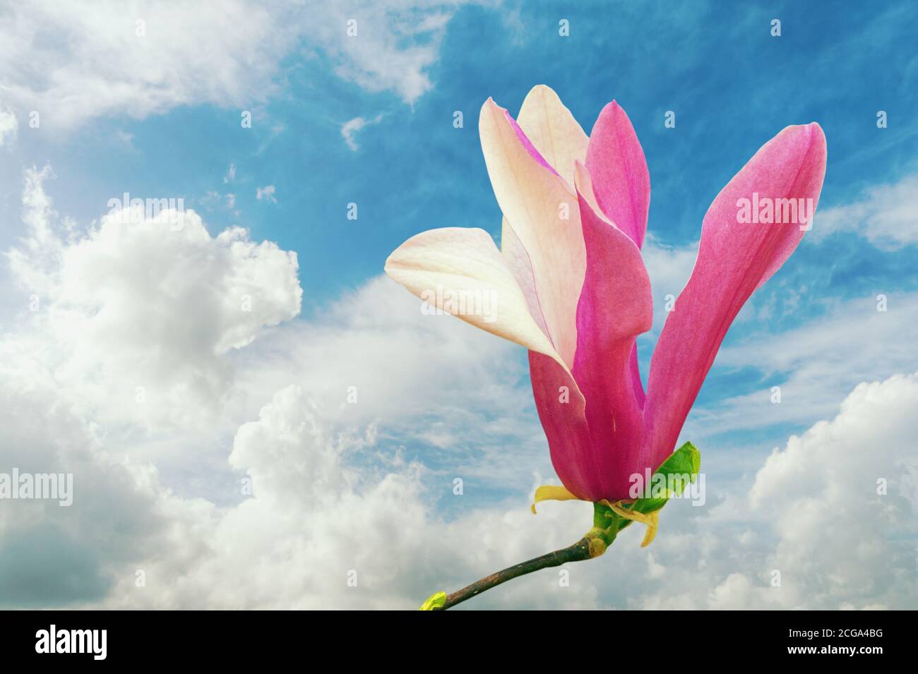 Primavera. Un fiore di magnolia soulangeana contro il cielo Foto Stock
