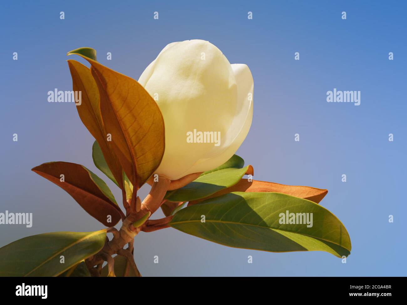 Fiore di magnolia (Magnolia grandiflora) contro il cielo blu Foto Stock