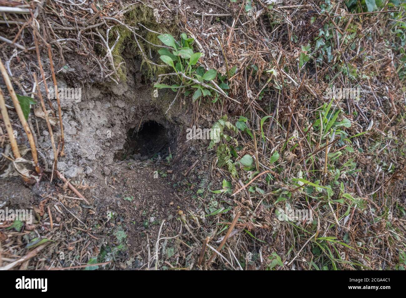 Buco di coniglio in Cornish hedgerow. Metafora lungo il buco di coniglio, teorie cospirative, animali burrows, entrare nell'ignoto, coniglio correre, rifugio sicuro. Foto Stock
