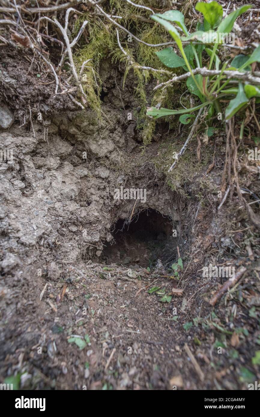 Buco di coniglio in Cornish hedgerow. Metafora lungo il buco di coniglio, teorie cospirative, animali burrows, entrare nell'ignoto, coniglio correre, rifugio sicuro. Foto Stock