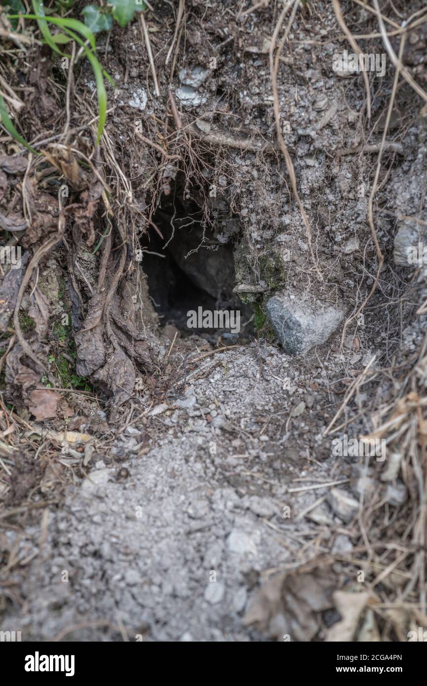 Buco di coniglio in Cornish hedgerow. Metafora lungo il buco di coniglio, teorie cospirative, animali burrows, entrare nell'ignoto, coniglio correre, rifugio sicuro. Foto Stock