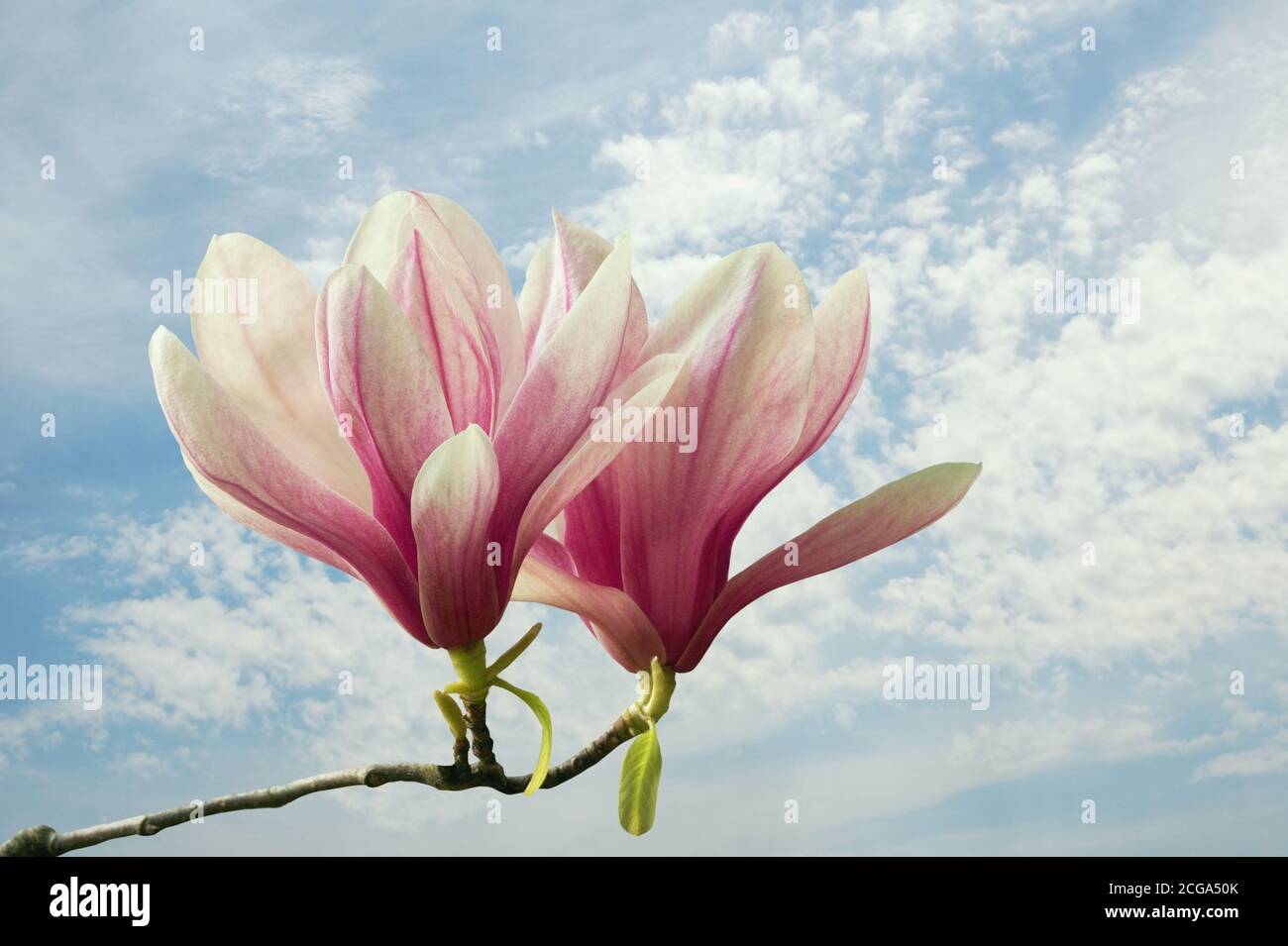 Molla. Due fiori di magnolia ( Magnolia soulangeana ) contro il cielo blu con nuvole bianche. Colori pastello Foto Stock