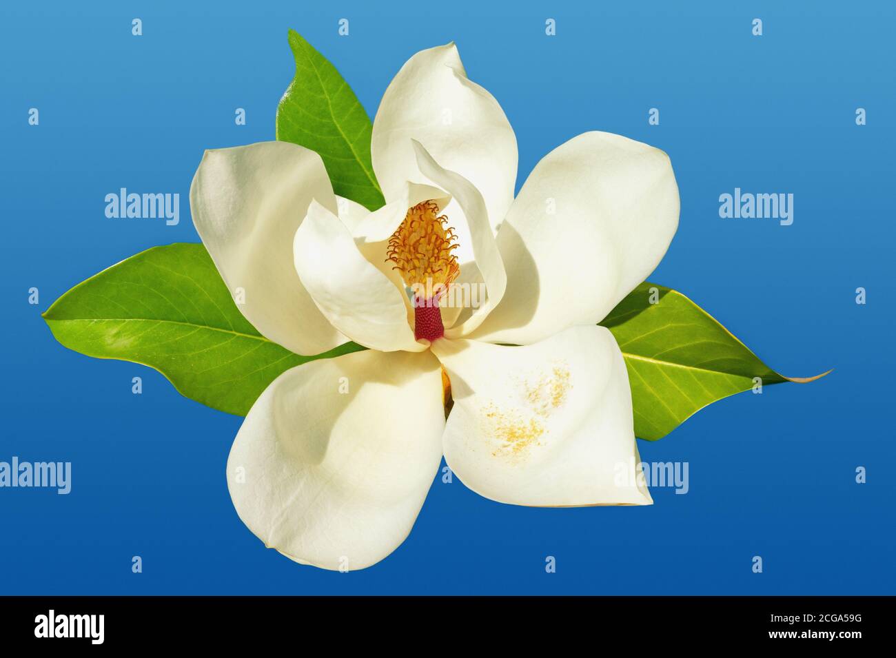 Bel fiore di magnolia ( Magnolia grandiflora ) su sfondo blu Foto Stock