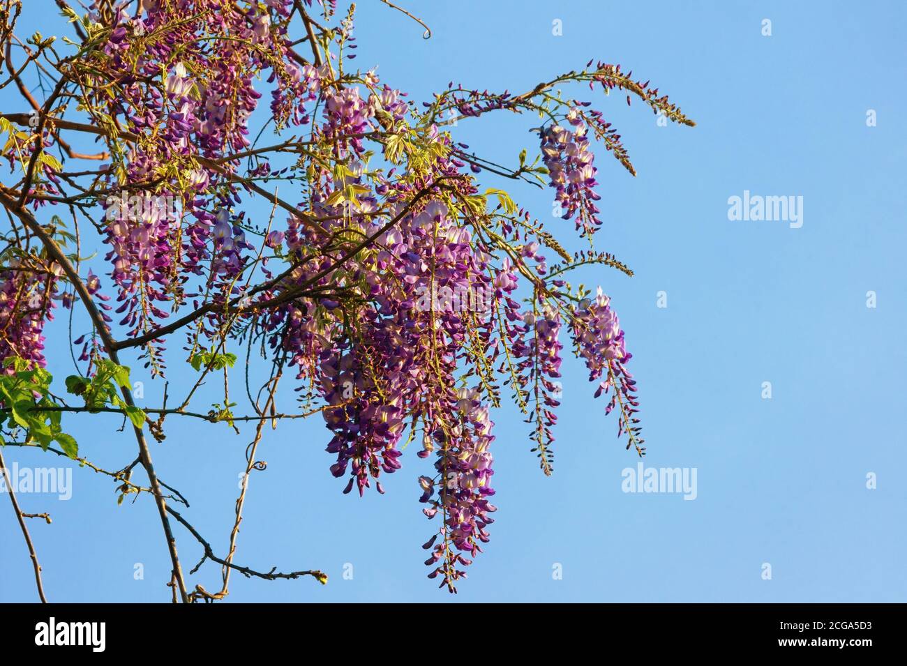 Fiori primaverili. Fioritura della vite wisteria contro il cielo blu nella giornata di sole Foto Stock